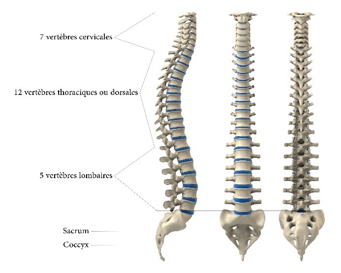 colonne vertebrale