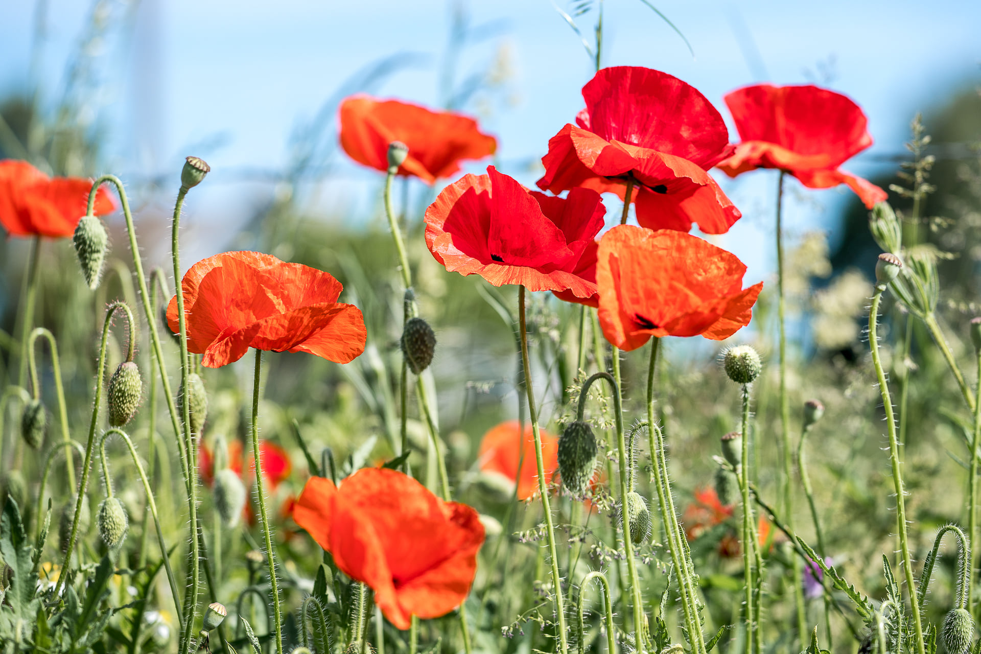 coquelicots