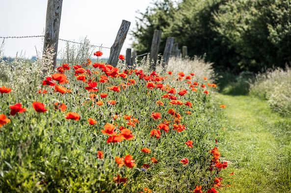 fleurs hameau des près